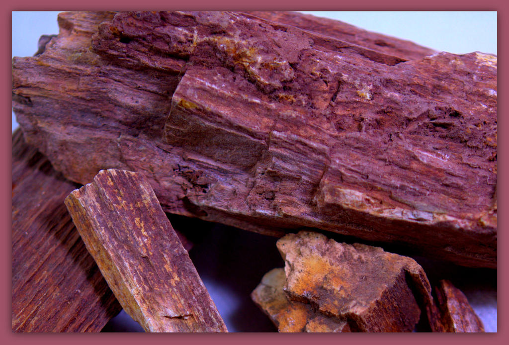 Petrified Wood 2.jpg