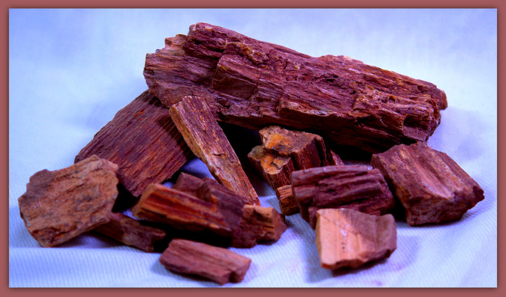 Petrified Wood 3.jpg