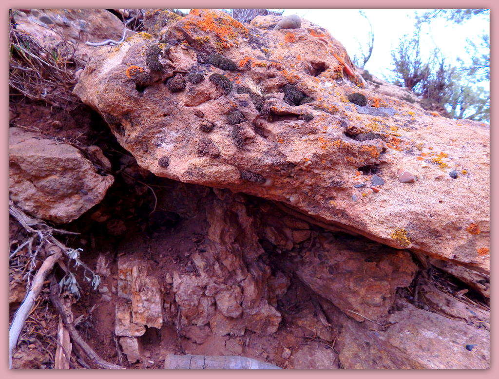 Petrified Wood in the ground.jpg