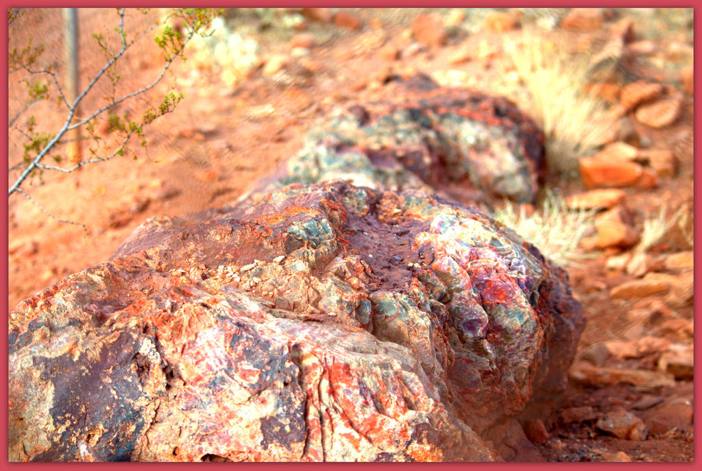 Petrified Wood in Valley of Fire.jpg