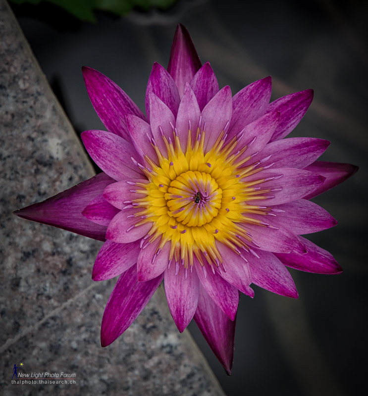 pflower-1.jpg