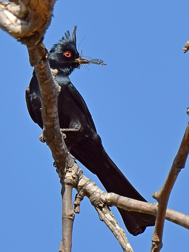 Phainopepla2.jpg