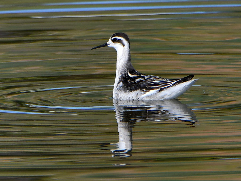Phalarope.jpg