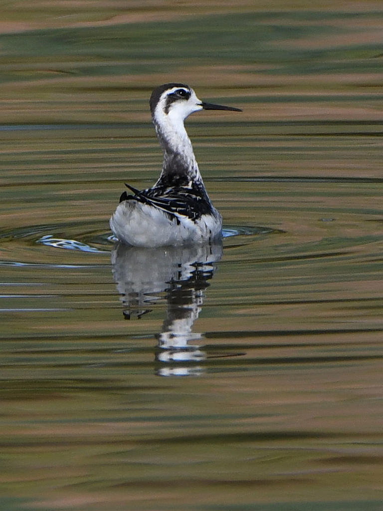 Phalarope3.jpg