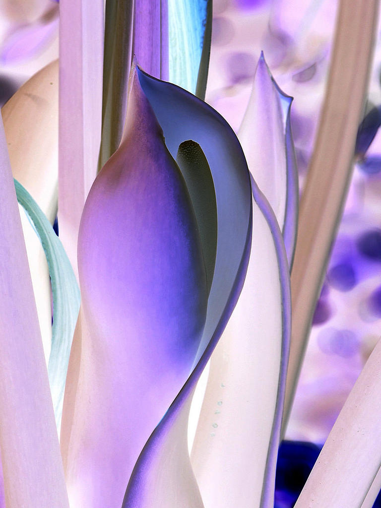 PhlodendrumNeg.jpg