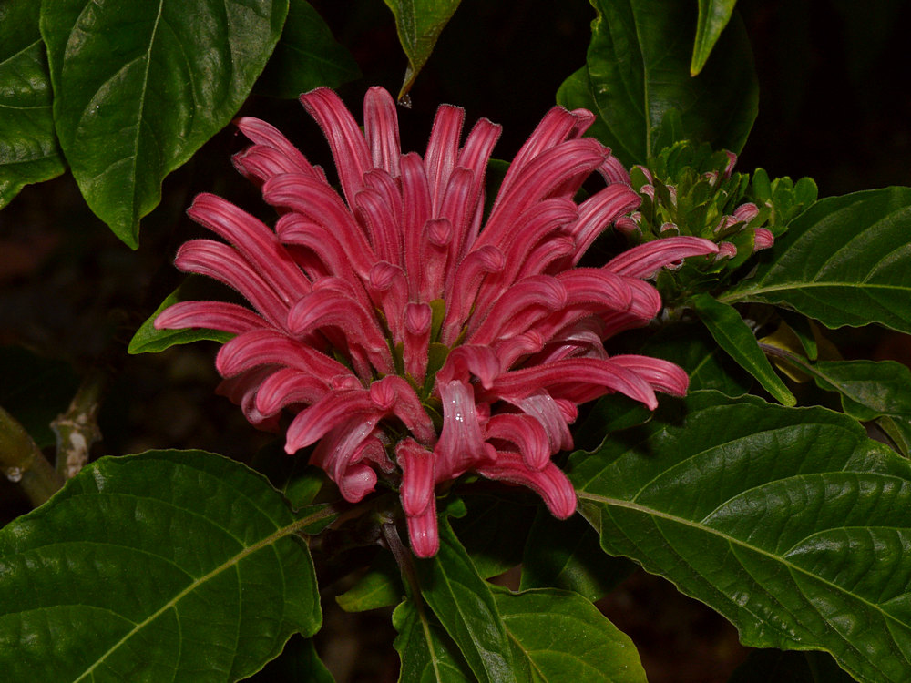 Phlomox2.jpg