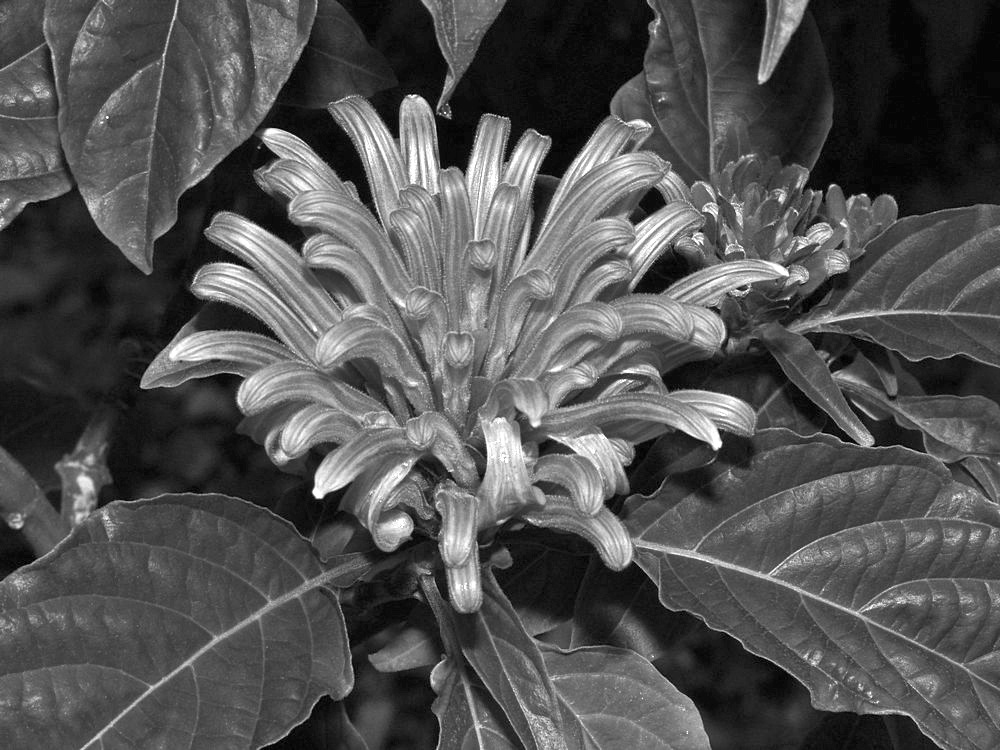 PhlomoxBW.jpg