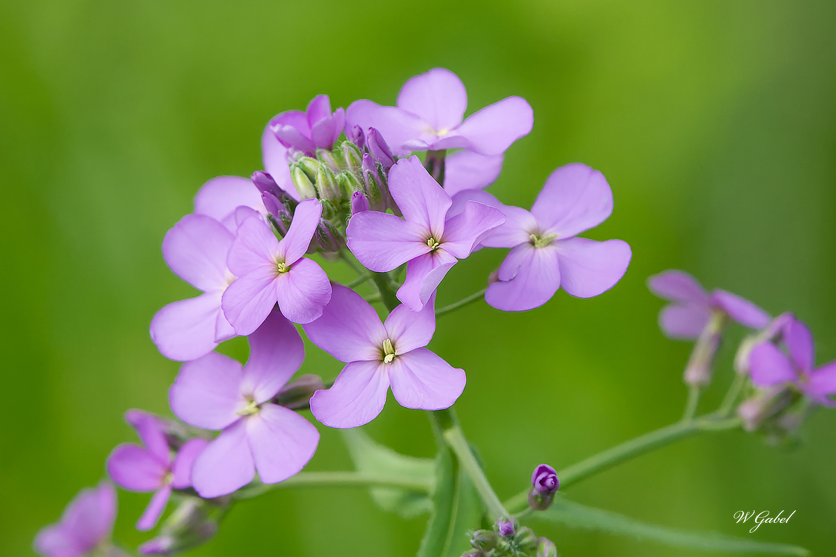 Phlox at Latort sm.jpg