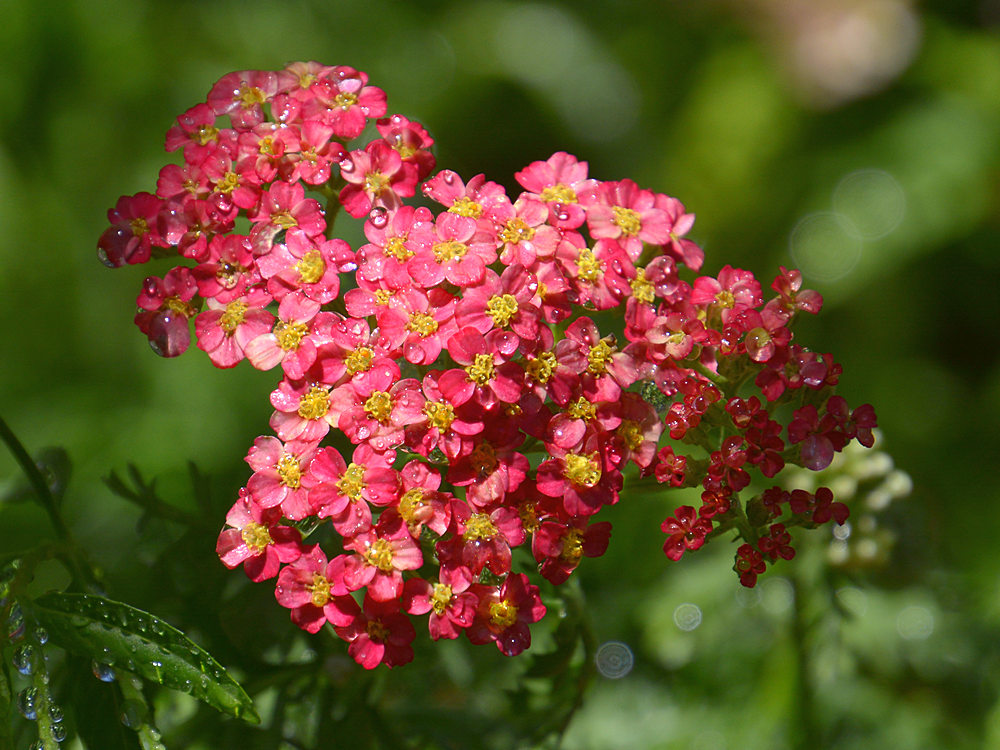 Phlox.jpg
