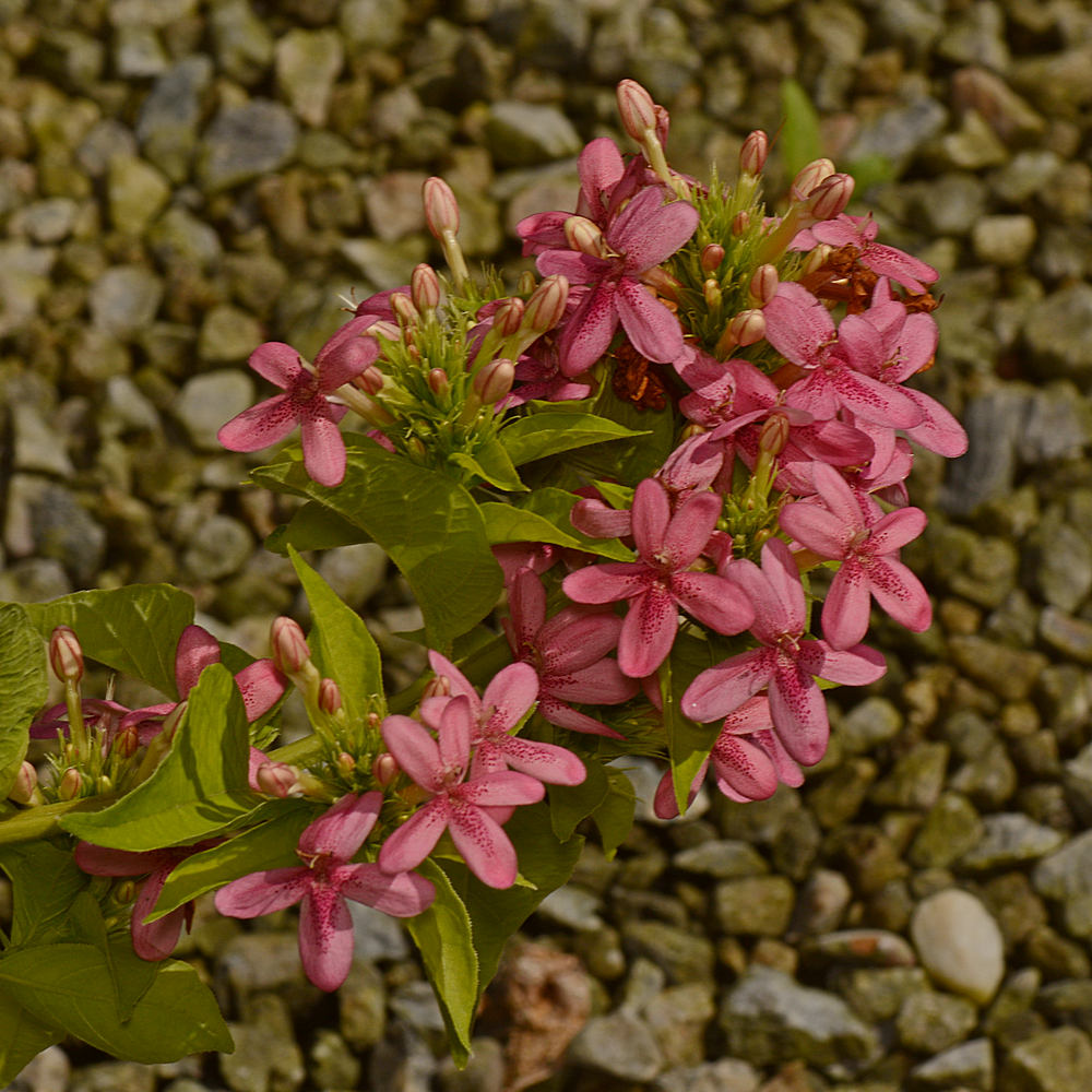 Phlox.jpg