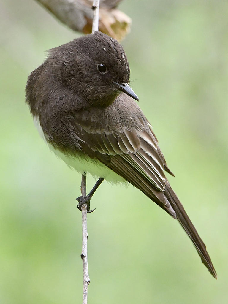 Phoebe2.jpg