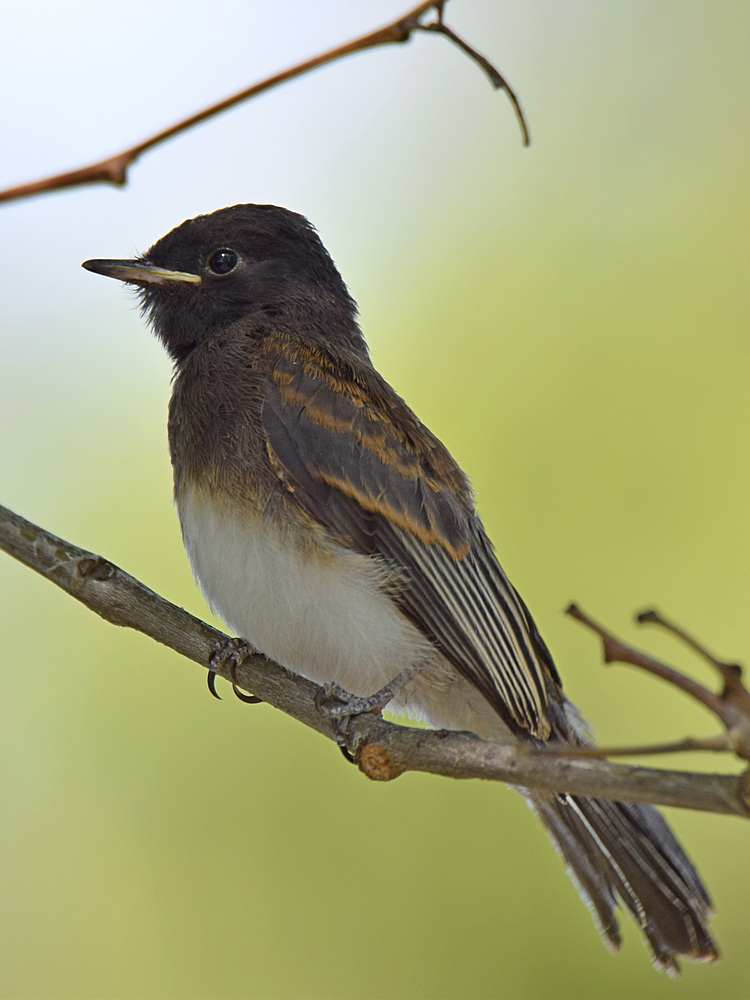Phoebe2_30-04-2015.jpg