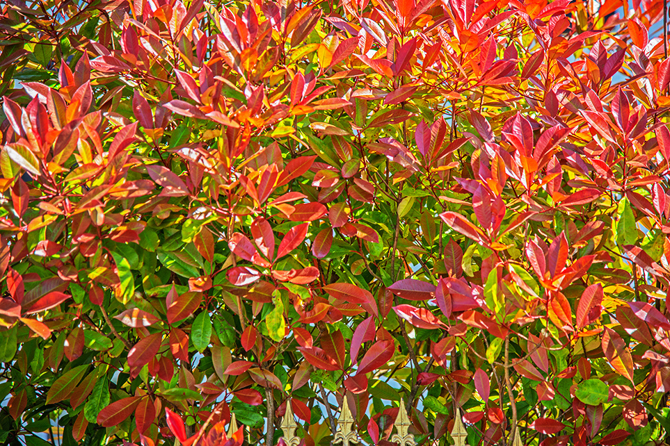 Photinia Leaves.jpg