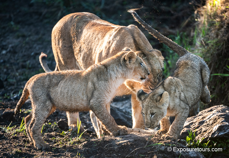 photo safari lioness and wet cubs paying.jpg