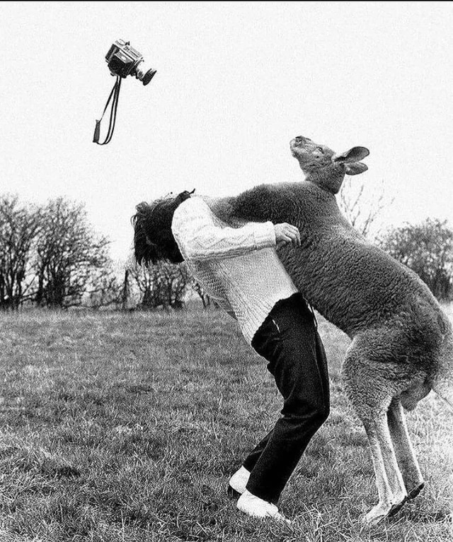 Photog Kangaroo jpg.jpg