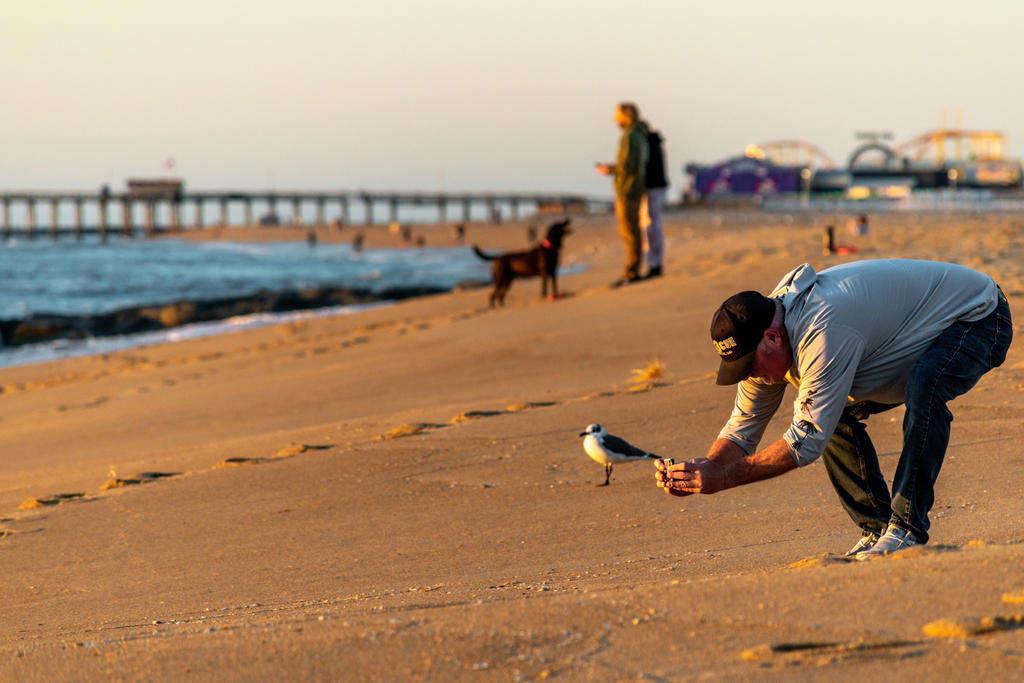 Photog on beach with gull (2 of 2).jpg