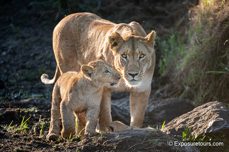 photosafari lioness an cub.jpg