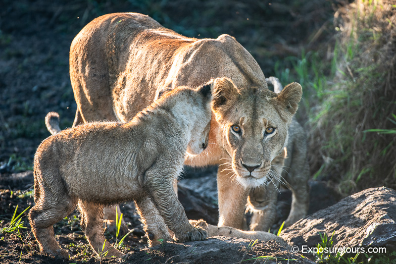 photosafari lioness an cubs.jpg