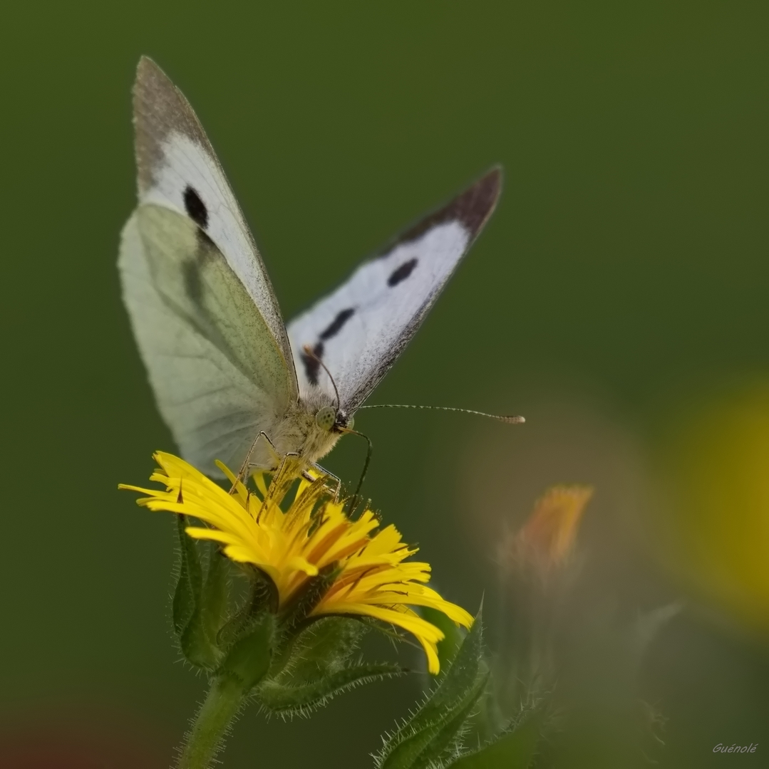 pi%C3%A9ride-1080-jpg.396242