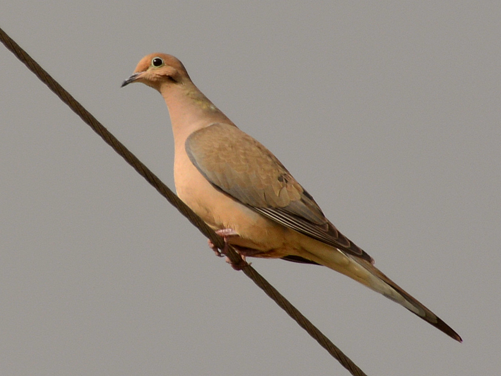 Pidgen.jpg