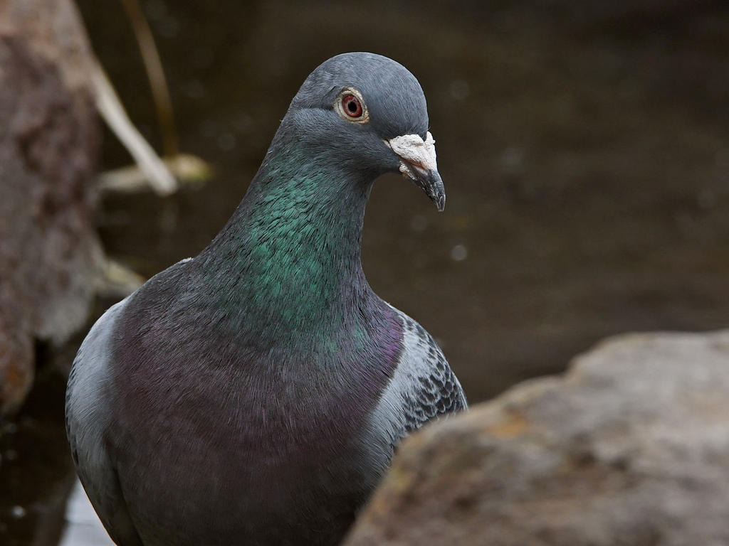 Pidgen.jpg