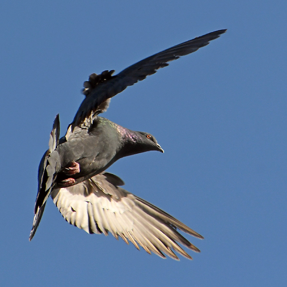 Pidgen2.jpg