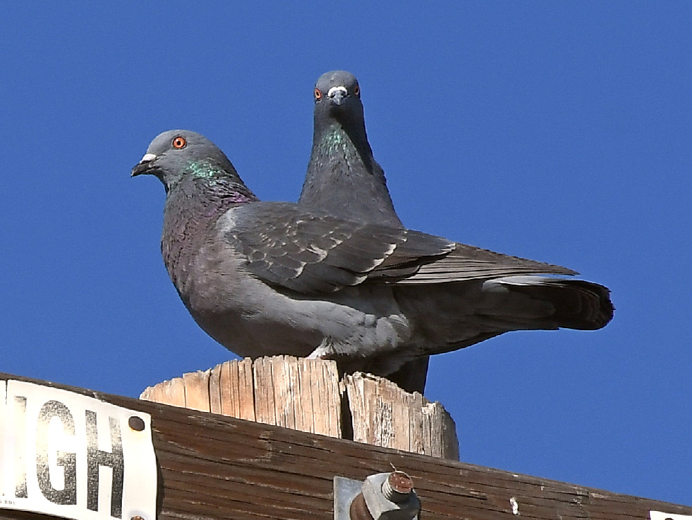 Pidgen3.jpg