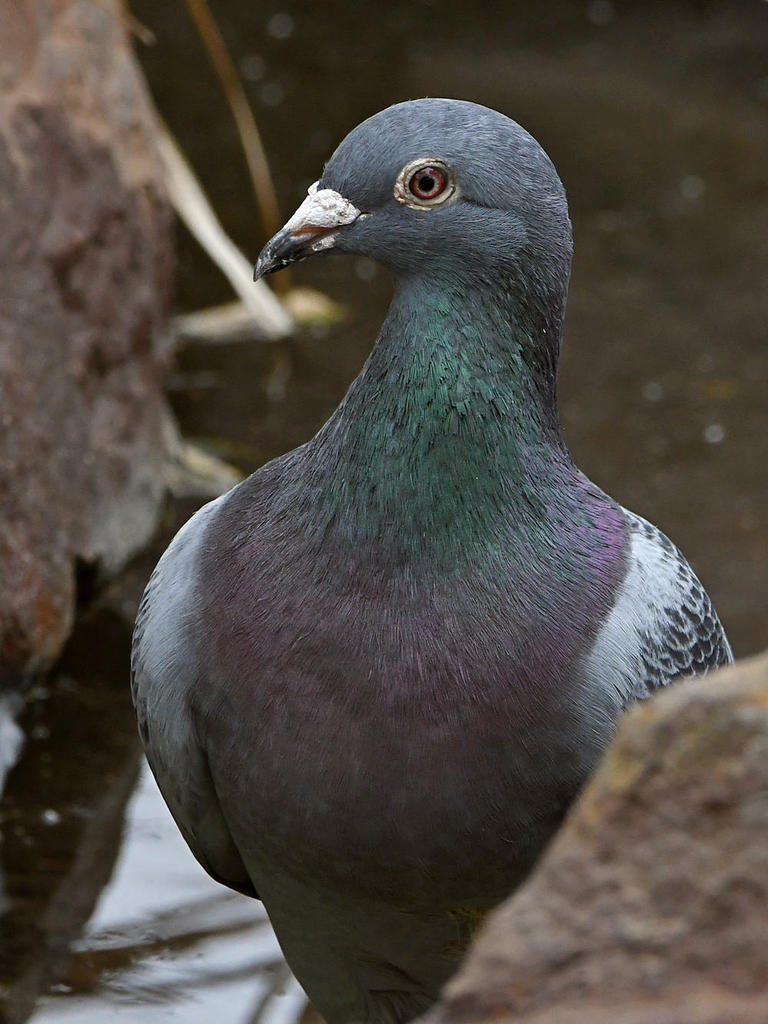 Pidgen3.jpg