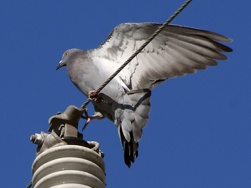 Pidgen4.jpg