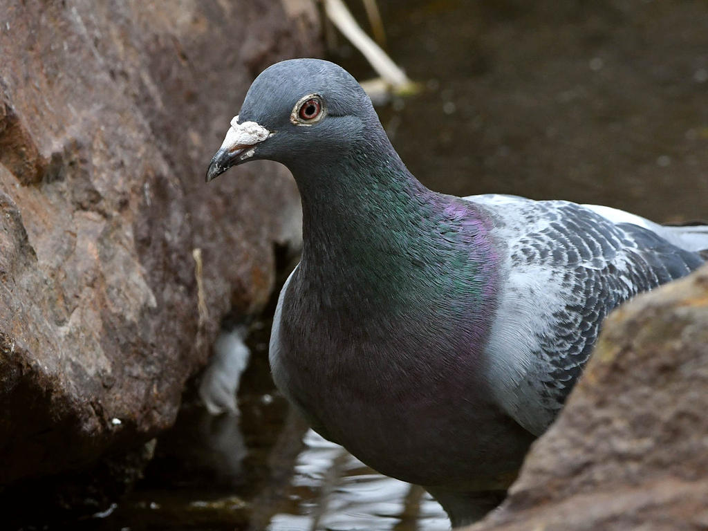 Pidgen6.jpg