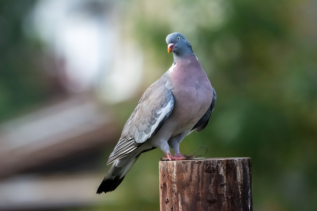 Pidgeon.jpg