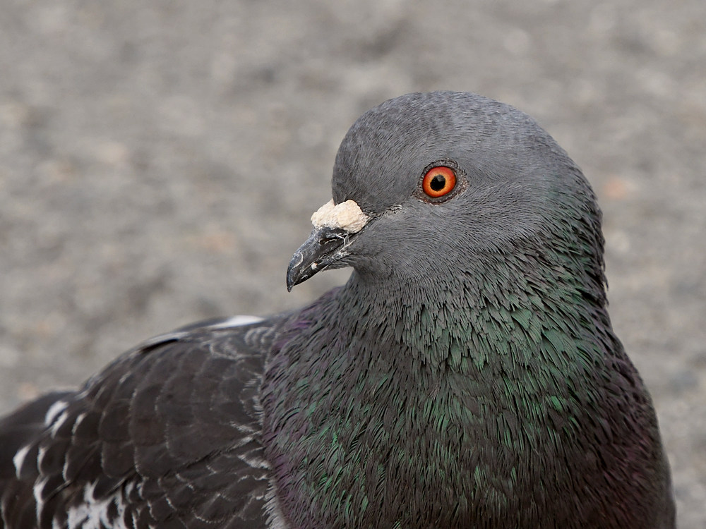 Pidgeon2.JPG