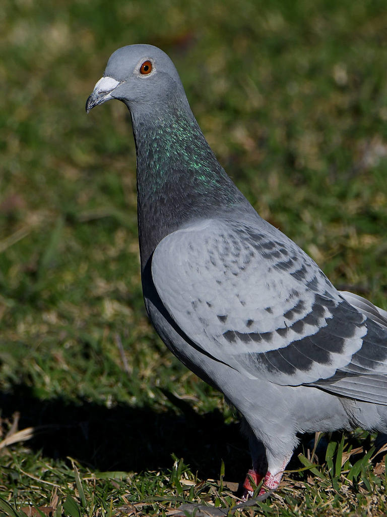 Pidgon5.jpg