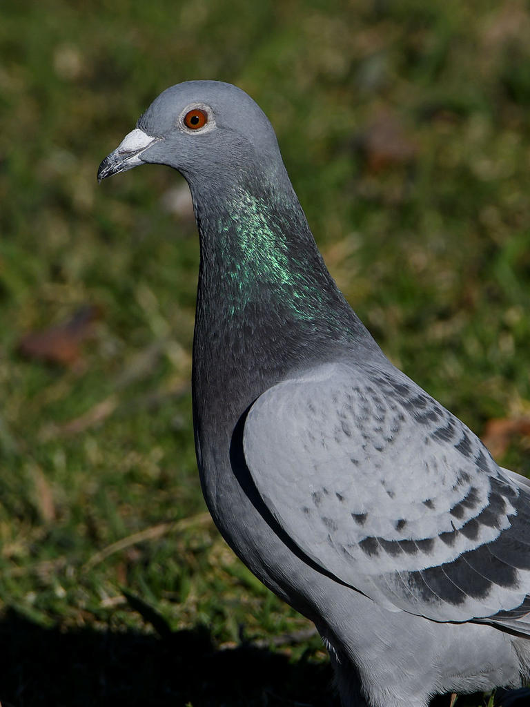 Pidgon7.jpg