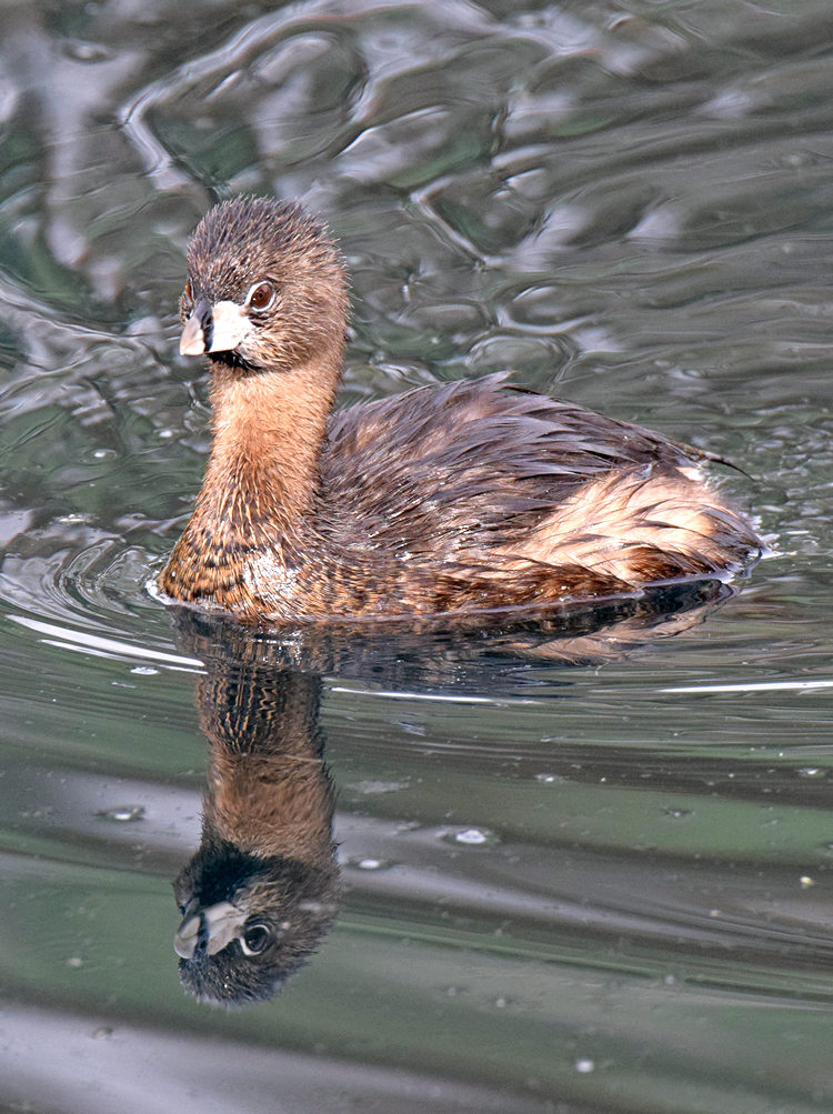 PiedGrebe2.jpg