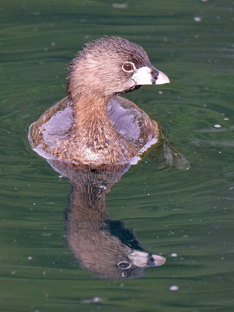 PiedGrebe3.jpg