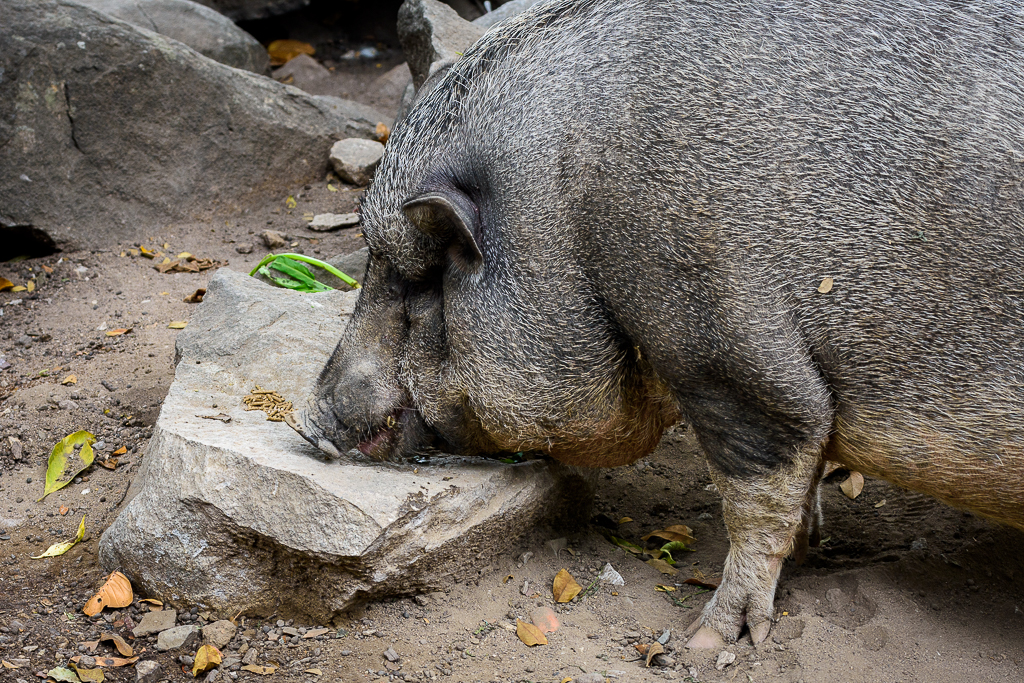 pig-1.jpg