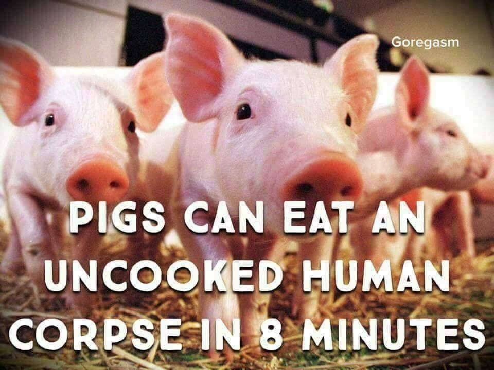 pig.jpg