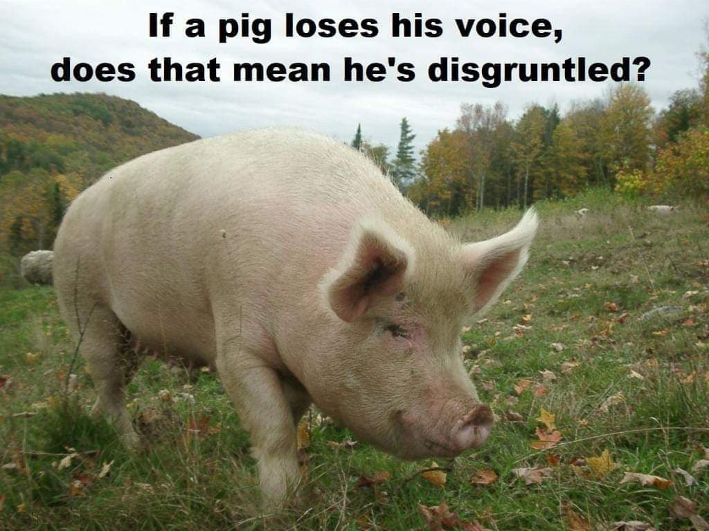 pig.jpg