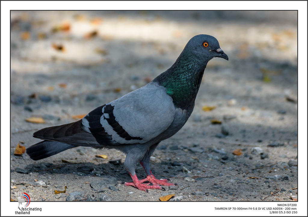 pigeon-1.jpg