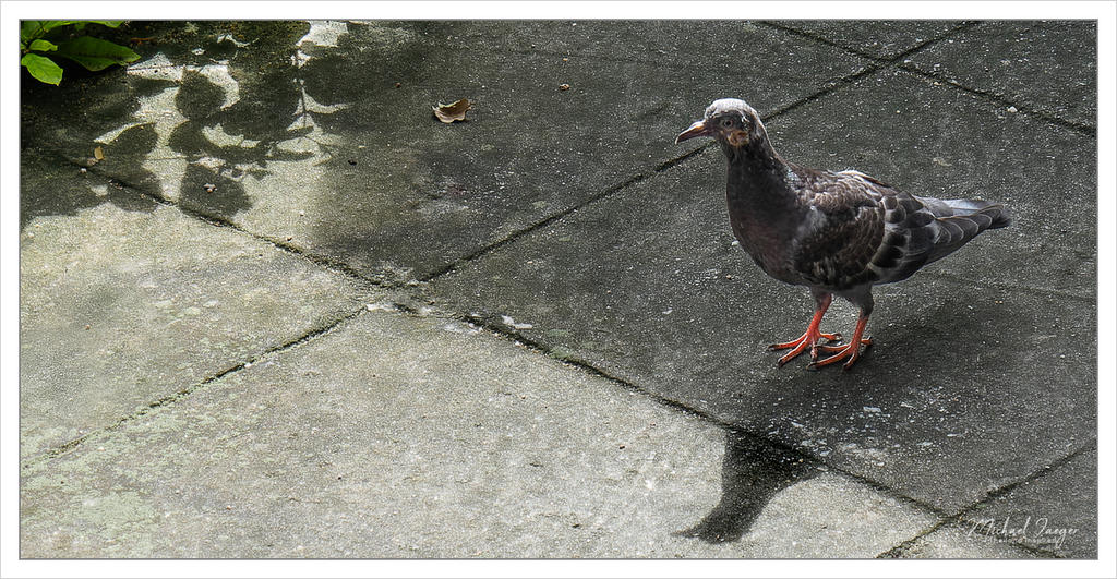 pigeon-1.jpg