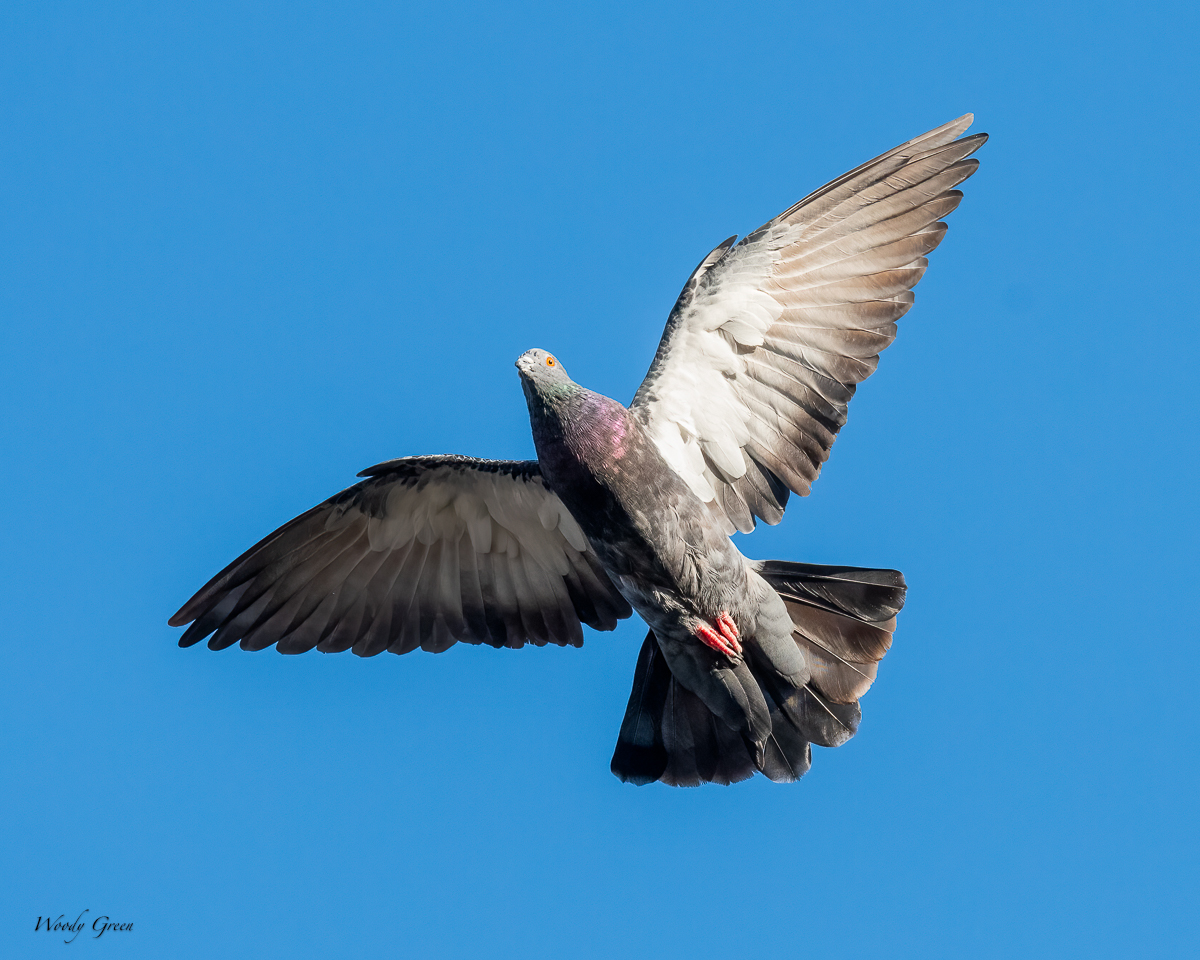 Pigeon-200.jpg