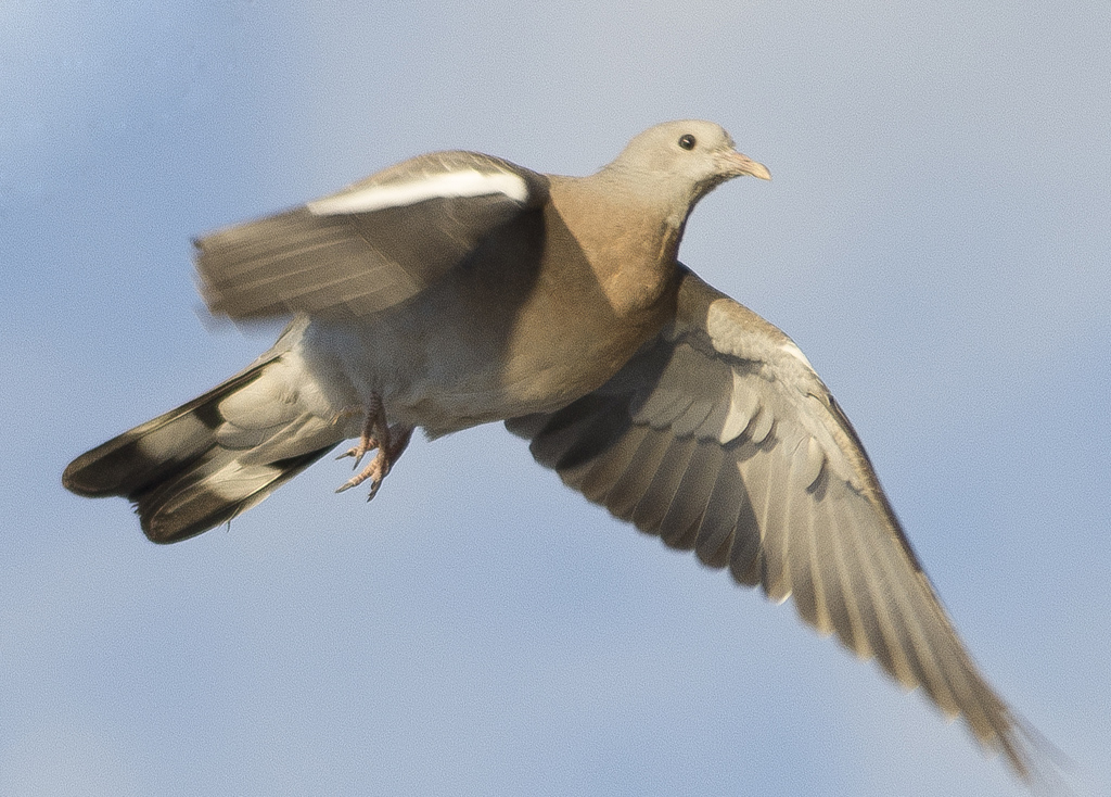 Pigeon copy.jpg