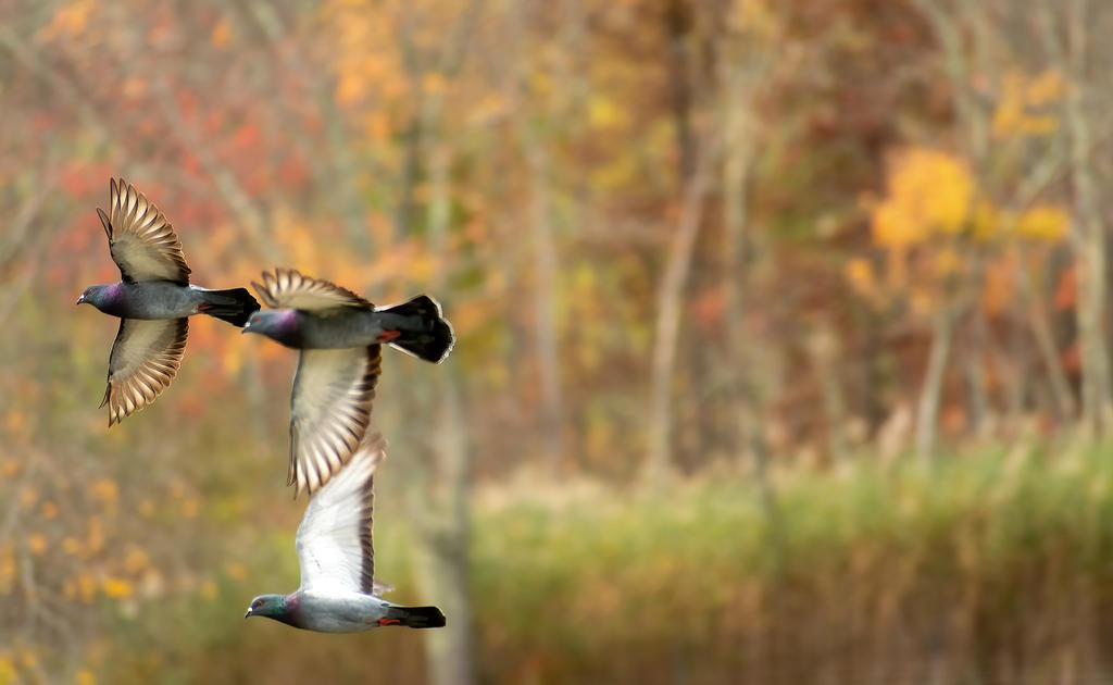 Pigeon in Flight 1.jpg
