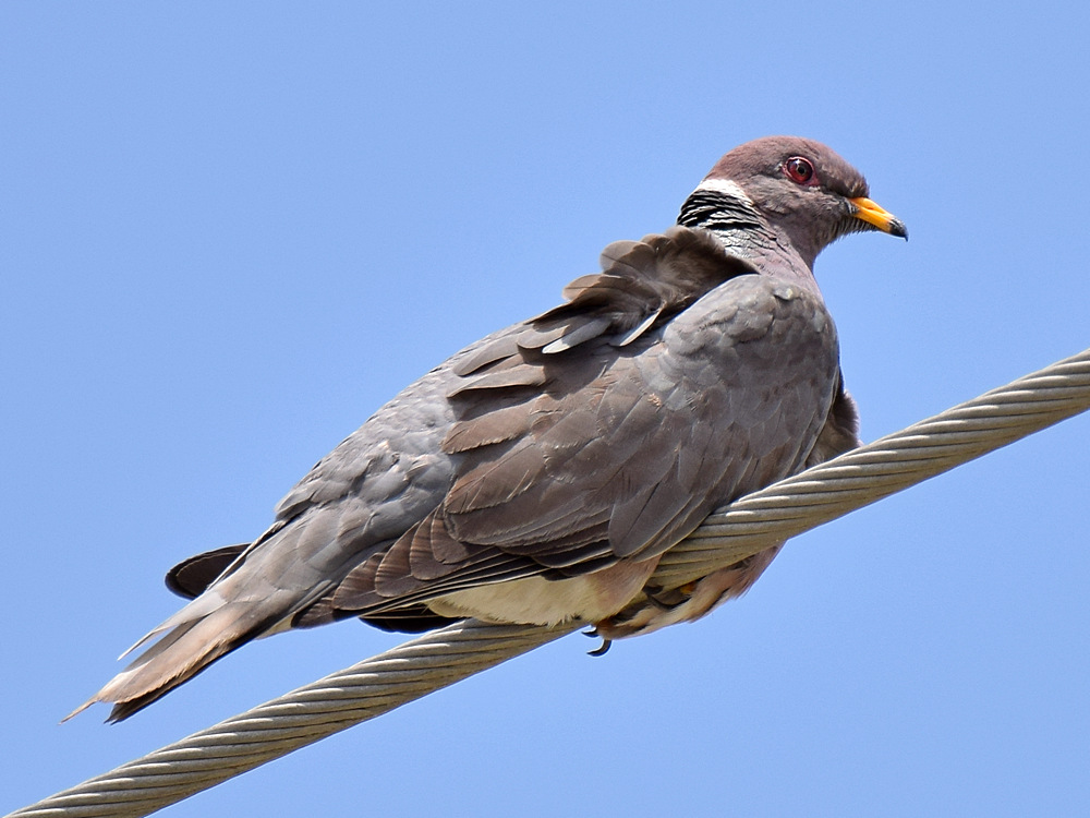 Pigeon.jpg