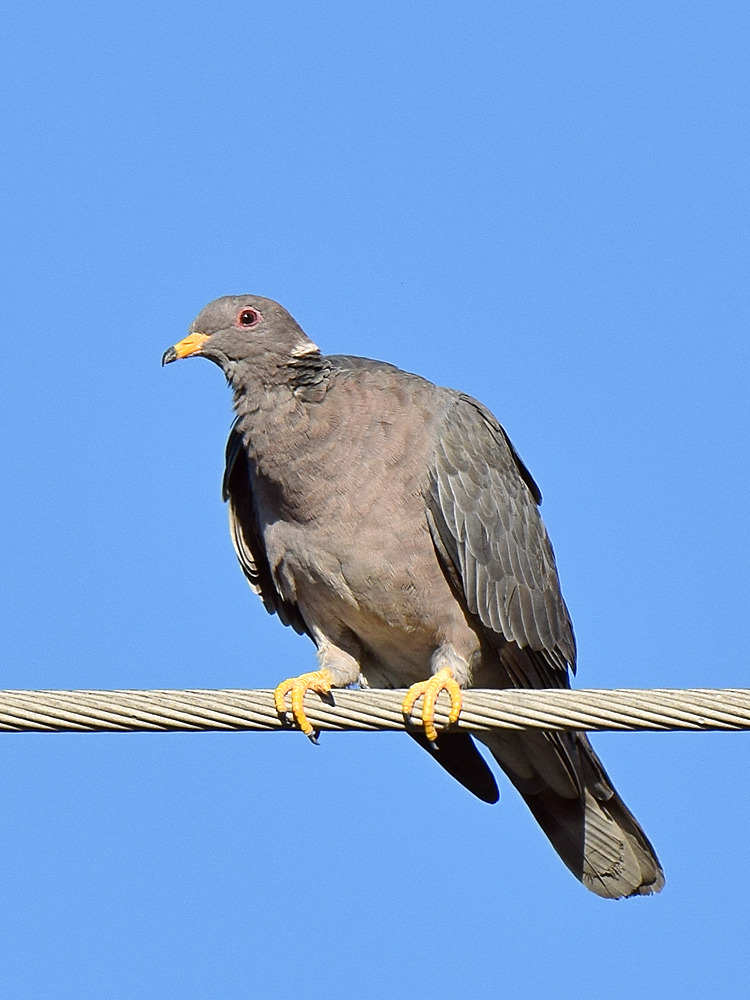 Pigeon.jpg
