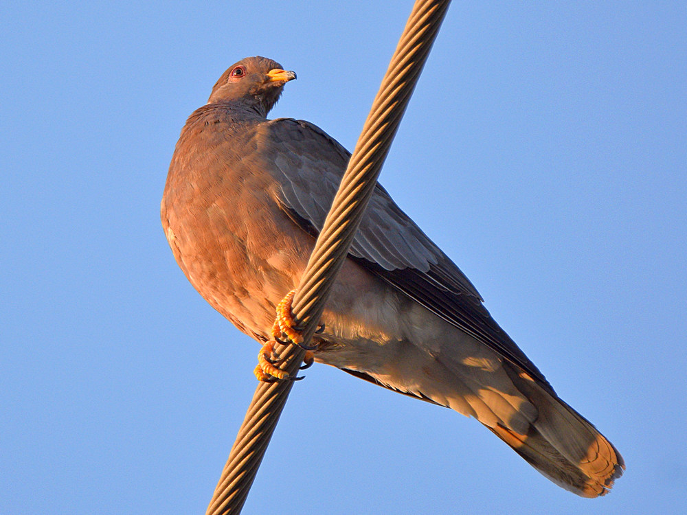 Pigeon.jpg