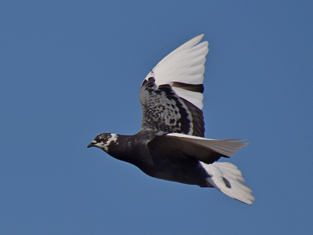 Pigeon.jpg
