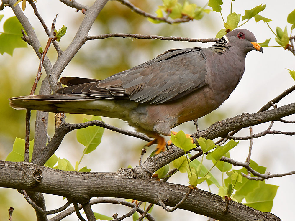 Pigeon.jpg