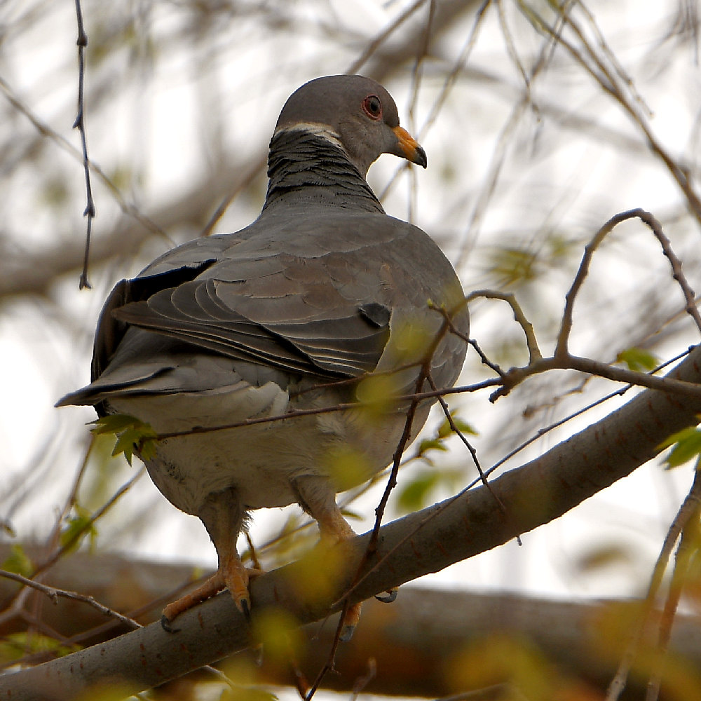 Pigeon.jpg